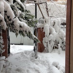 Meet your Posher, Lizz